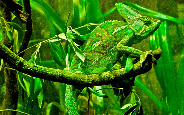 Texture distinguishes the chameleon.